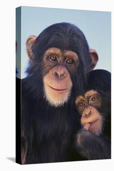 Chimpanzees-DLILLC-Premier Image Canvas