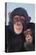 Chimpanzees-DLILLC-Premier Image Canvas