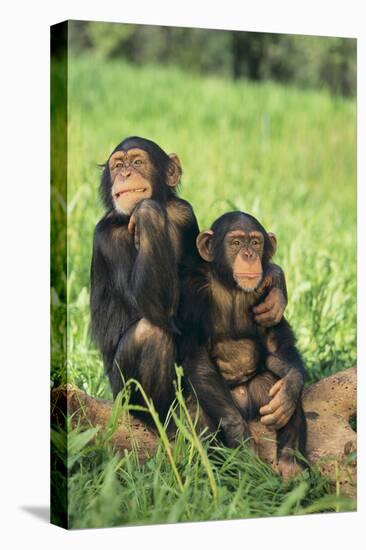 Chimpanzees-DLILLC-Premier Image Canvas