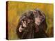 Chimpanzees-Odile Kidd-Premier Image Canvas