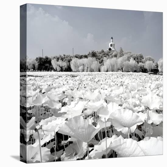 China 10MKm2 Collection - Another Look - Lotus Lake-Philippe Hugonnard-Premier Image Canvas