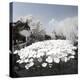 China 10MKm2 Collection - Another Look - Lotus Lake-Philippe Hugonnard-Premier Image Canvas