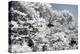 China 10MKm2 Collection - Another Look - White Forest-Philippe Hugonnard-Premier Image Canvas