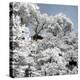 China 10MKm2 Collection - Another Look - White Forest-Philippe Hugonnard-Premier Image Canvas