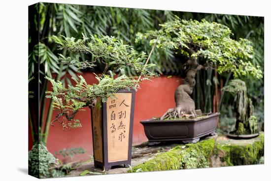 China 10MKm2 Collection - Bonsai Trees-Philippe Hugonnard-Premier Image Canvas