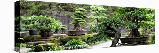 China 10MKm2 Collection - Bonsai Trees-Philippe Hugonnard-Premier Image Canvas