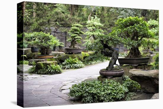 China 10MKm2 Collection - Bonsai Trees-Philippe Hugonnard-Premier Image Canvas