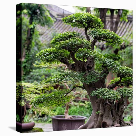 China 10MKm2 Collection - Bonsai Trees-Philippe Hugonnard-Premier Image Canvas