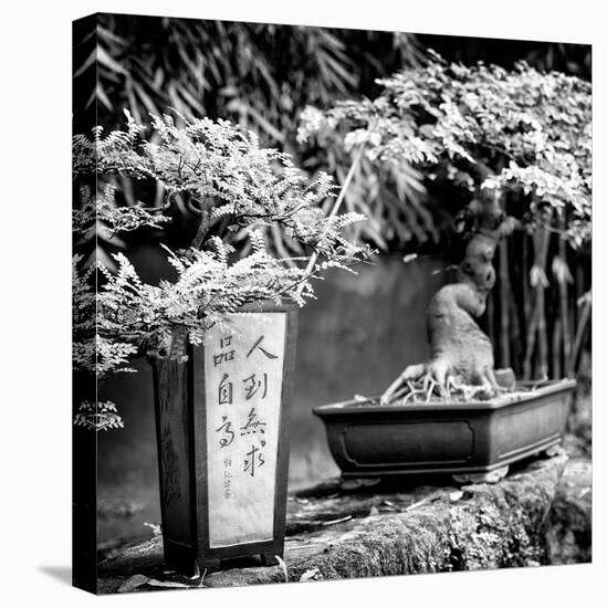 China 10MKm2 Collection - Bonsai Trees-Philippe Hugonnard-Premier Image Canvas