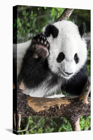 China 10MKm2 Collection - Giant Panda Baby-Philippe Hugonnard-Premier Image Canvas