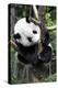 China 10MKm2 Collection - Giant Panda Baby-Philippe Hugonnard-Premier Image Canvas