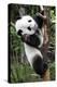 China 10MKm2 Collection - Giant Panda Baby-Philippe Hugonnard-Premier Image Canvas