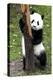 China 10MKm2 Collection - Giant Panda Baby-Philippe Hugonnard-Premier Image Canvas