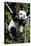 China 10MKm2 Collection - Giant Panda Baby-Philippe Hugonnard-Premier Image Canvas