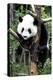 China 10MKm2 Collection - Giant Panda Baby-Philippe Hugonnard-Premier Image Canvas