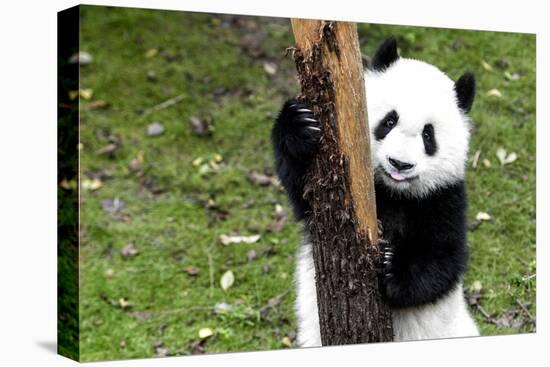 China 10MKm2 Collection - Giant Panda Baby-Philippe Hugonnard-Premier Image Canvas