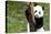 China 10MKm2 Collection - Giant Panda Baby-Philippe Hugonnard-Premier Image Canvas