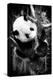 China 10MKm2 Collection - Giant Panda Baby-Philippe Hugonnard-Premier Image Canvas