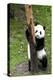 China 10MKm2 Collection - Giant Panda Baby-Philippe Hugonnard-Premier Image Canvas