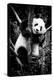 China 10MKm2 Collection - Giant Panda Baby-Philippe Hugonnard-Premier Image Canvas