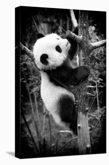 China 10MKm2 Collection - Giant Panda Baby-Philippe Hugonnard-Premier Image Canvas