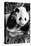 China 10MKm2 Collection - Giant Panda Baby-Philippe Hugonnard-Premier Image Canvas