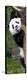 China 10MKm2 Collection - Giant Panda Baby-Philippe Hugonnard-Premier Image Canvas