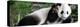 China 10MKm2 Collection - Giant Panda Baby-Philippe Hugonnard-Premier Image Canvas