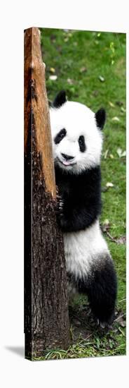 China 10MKm2 Collection - Giant Panda Baby-Philippe Hugonnard-Premier Image Canvas