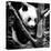 China 10MKm2 Collection - Giant Panda Baby-Philippe Hugonnard-Premier Image Canvas