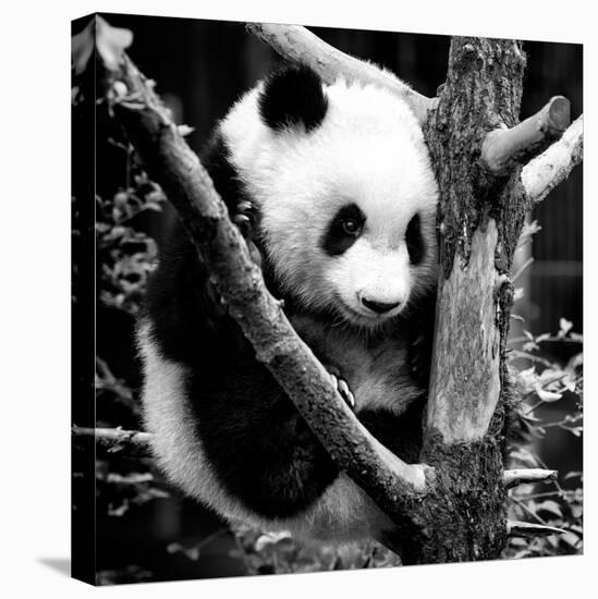 China 10MKm2 Collection - Giant Panda Baby-Philippe Hugonnard-Premier Image Canvas