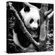 China 10MKm2 Collection - Giant Panda Baby-Philippe Hugonnard-Premier Image Canvas