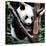 China 10MKm2 Collection - Giant Panda Baby-Philippe Hugonnard-Premier Image Canvas