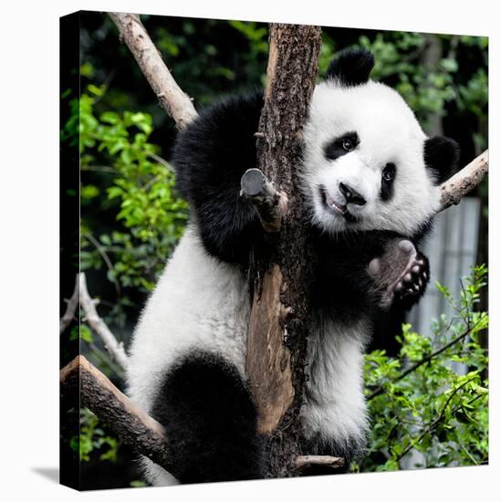 China 10MKm2 Collection - Giant Panda Baby-Philippe Hugonnard-Premier Image Canvas