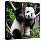 China 10MKm2 Collection - Giant Panda Baby-Philippe Hugonnard-Premier Image Canvas