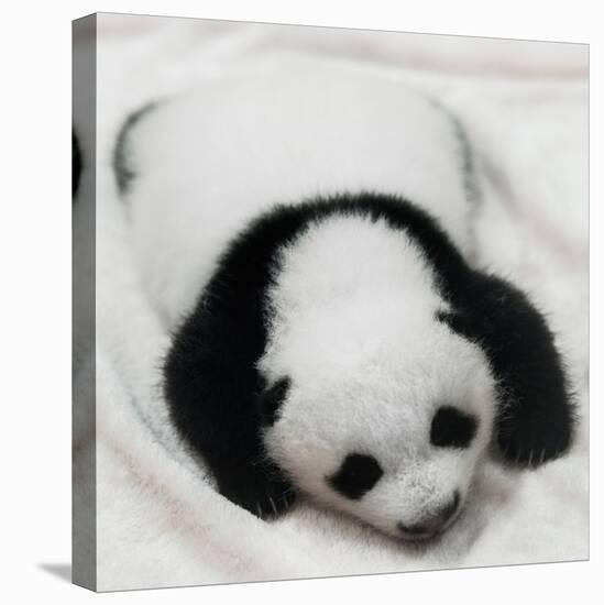 China 10MKm2 Collection - Giant Panda Baby-Philippe Hugonnard-Premier Image Canvas