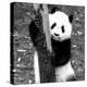 China 10MKm2 Collection - Giant Panda Baby-Philippe Hugonnard-Premier Image Canvas