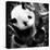 China 10MKm2 Collection - Giant Panda Baby-Philippe Hugonnard-Premier Image Canvas