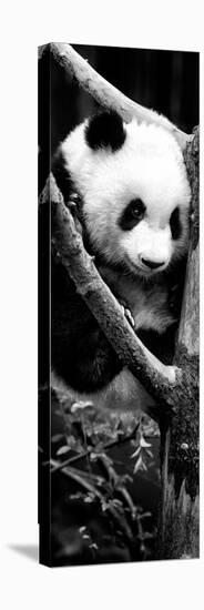 China 10MKm2 Collection - Giant Panda Baby-Philippe Hugonnard-Premier Image Canvas