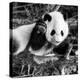 China 10MKm2 Collection - Giant Panda Baby-Philippe Hugonnard-Premier Image Canvas