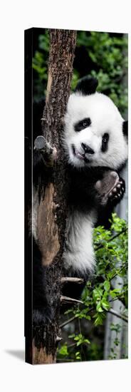 China 10MKm2 Collection - Giant Panda Baby-Philippe Hugonnard-Premier Image Canvas