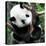 China 10MKm2 Collection - Giant Panda Baby-Philippe Hugonnard-Premier Image Canvas