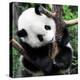 China 10MKm2 Collection - Giant Panda Baby-Philippe Hugonnard-Premier Image Canvas