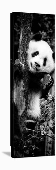 China 10MKm2 Collection - Giant Panda Baby-Philippe Hugonnard-Premier Image Canvas