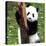 China 10MKm2 Collection - Giant Panda Baby-Philippe Hugonnard-Premier Image Canvas