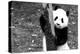 China 10MKm2 Collection - Giant Panda Baby-Philippe Hugonnard-Premier Image Canvas