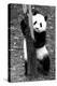 China 10MKm2 Collection - Giant Panda Baby-Philippe Hugonnard-Premier Image Canvas