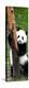 China 10MKm2 Collection - Giant Panda Baby-Philippe Hugonnard-Premier Image Canvas