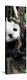 China 10MKm2 Collection - Giant Panda Baby-Philippe Hugonnard-Premier Image Canvas