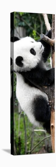 China 10MKm2 Collection - Giant Panda Baby-Philippe Hugonnard-Premier Image Canvas